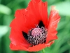 Mohn