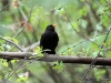 Amsel