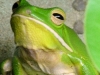 Riesenlaubfrosch